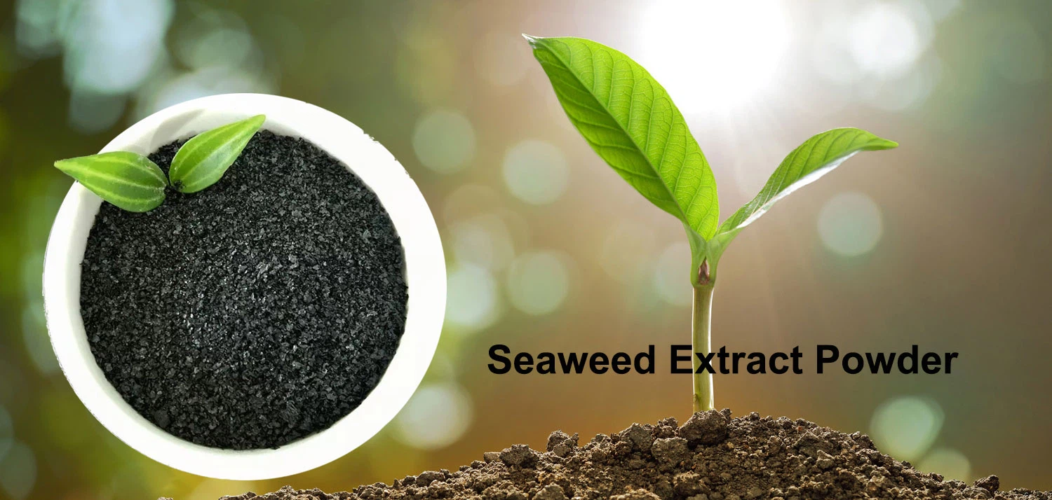 seaweed-extracts-powder