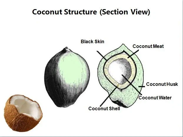 coconut-milk-info